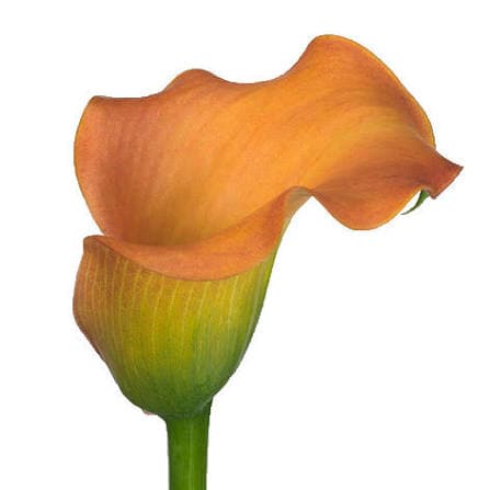 Calla (mini) Orange 60 Cm