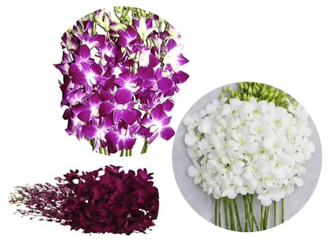 Dendrobium Assorted BW/ PR/ RSN BiC LL