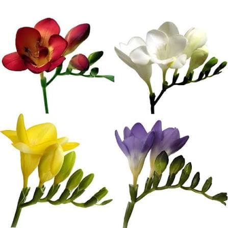 Freesia Assorted Single