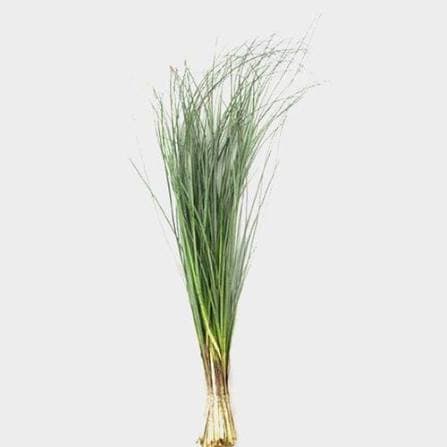 Greens Beargrass 50 cm