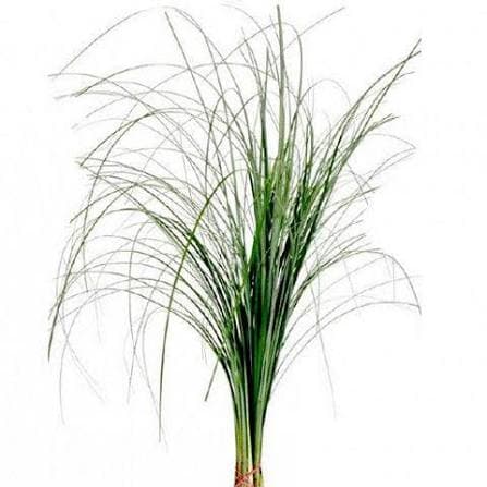 Greens Beargrass Xl 40 Inch +