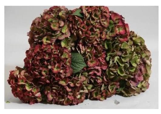 Hydrangea Sunset Classic Green Antique 40 Cm 16 Cm Hd Nl