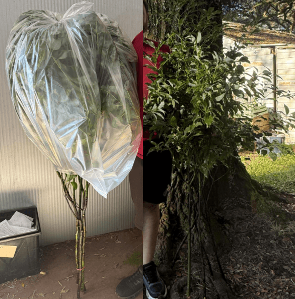 Greens Camphor Laurel Branch 4-5'' Ft