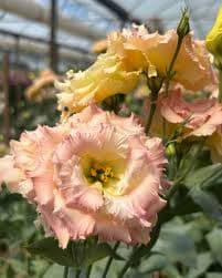 Lisianthus Voyage 5st (huge) Apricot Champagne 70 Cm