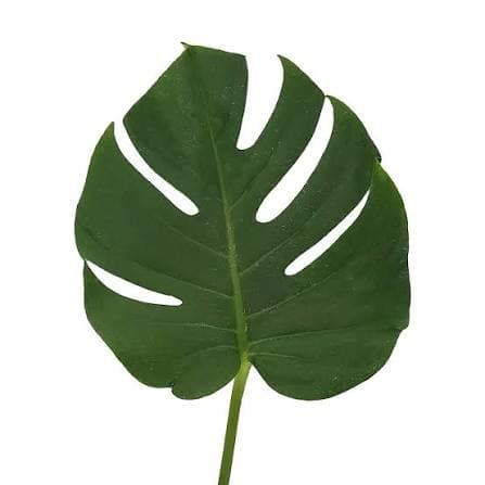 Monstera Leaves Green Small