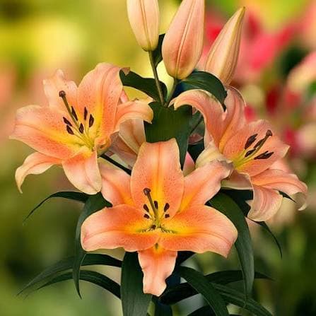 Lily (oriental) Zelmira Orange Peach 3/5 Bl