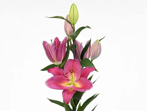 Lily (oriental) Tarrango Pink Dark 3/5 Bl