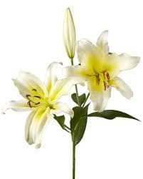 Lily (oriental) Catina Yellow Lt 3/4 Bl