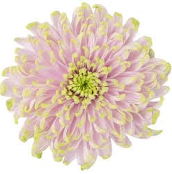 Mum Rossano Charlotte Pink Bic 70 Cm