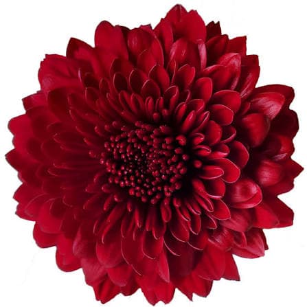 Mum Cremon Testarrosa Red Burgundy 60/70 Cm