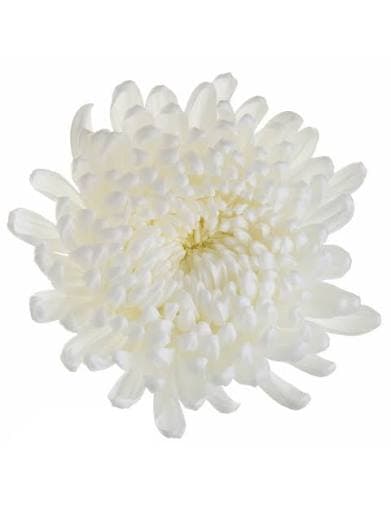 Mum Cremon Tattoo White 70 Cm