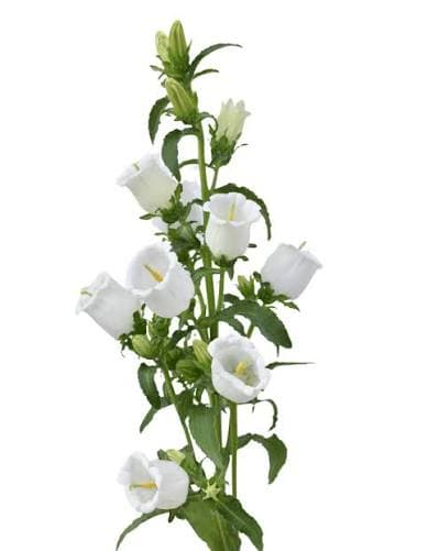 Novelty Campanula White 40 Cm
