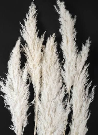 Pampas Grass Bleached Cortaderia White 90 Cm Ec