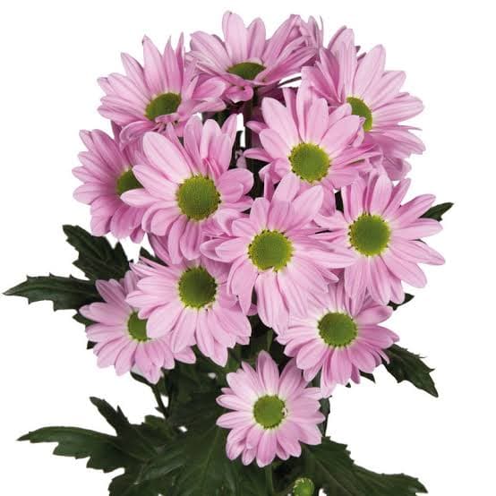 Pompon Daisy Rihana Pink Lav
