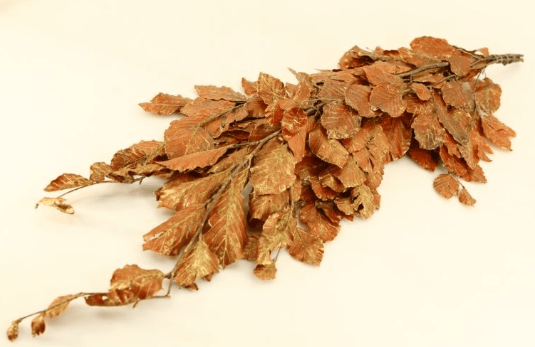 Preserved Copper Beech Antique Red 150 Gr - Italia