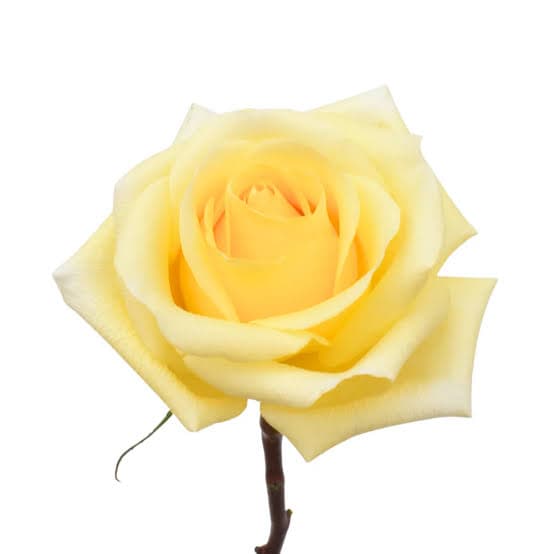 Rose (garden) Sunny Days Yellow Light 60 Cm Ec