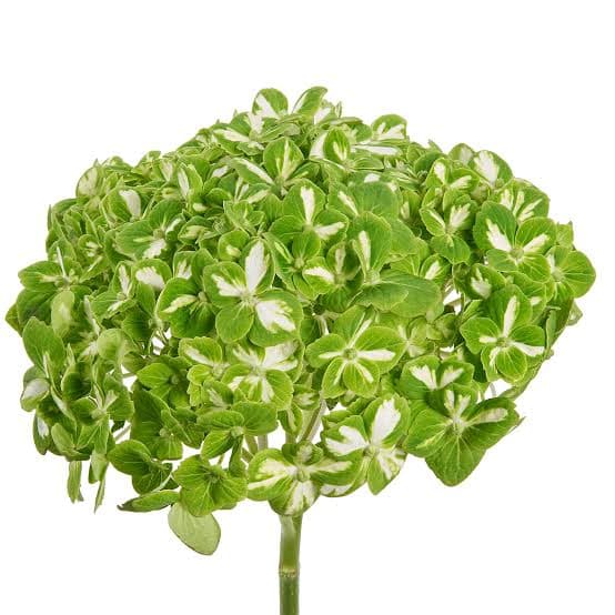 Hydrangea Green Bi-C Shamrock Premium 18 cm