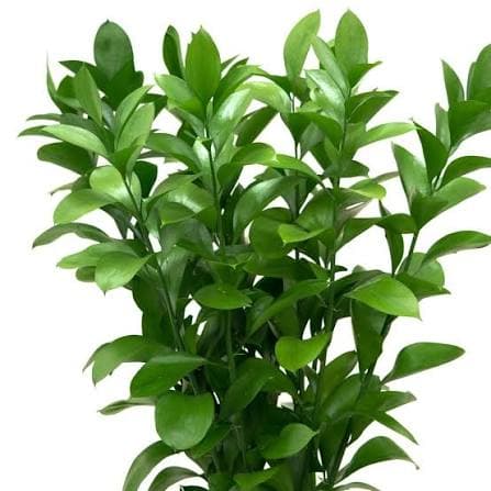 Ruscus Israeli 55/60 Cm