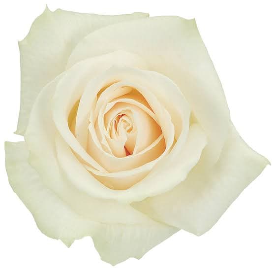 Rose Vendela Cream White 40 Cm