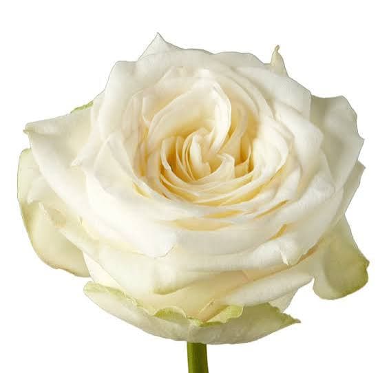 Rose Candlelight White Cream 40 Cm