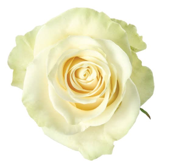 Rose Mondial White Grn 40 Cm