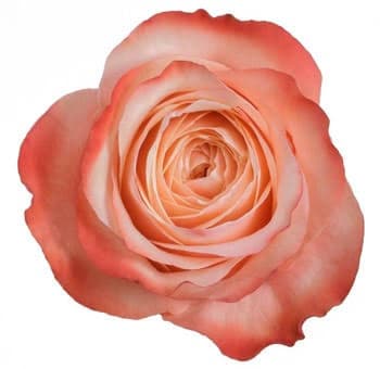 Rose Kahala Terracota 40 Cm