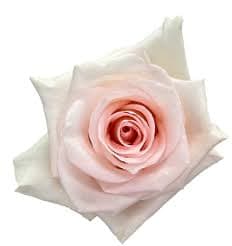 Rose Atlas Pink Light 50 Cm