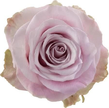 Rose Faith Pink Dusty 40 Cm