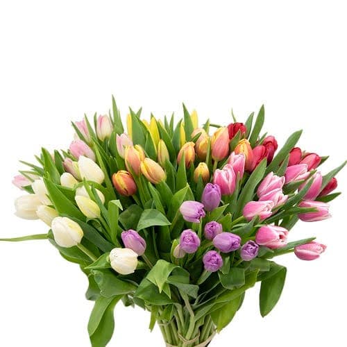 Tulip 7 Color Assorted