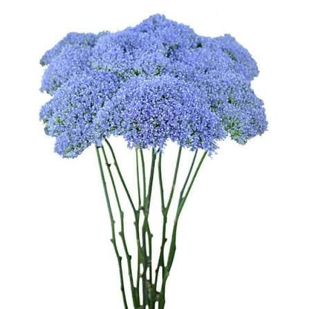 Trachelium Blue Light Lavender 60 Cm