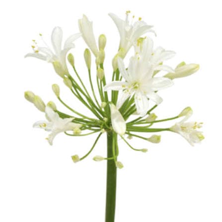 Agapanthus White 60 cm