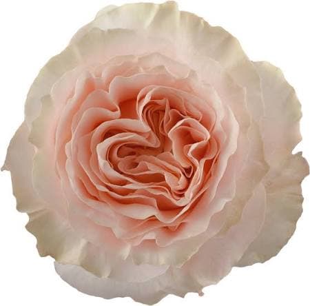 Rose (garden) Wedding Spirit Peach Light 40 Cm