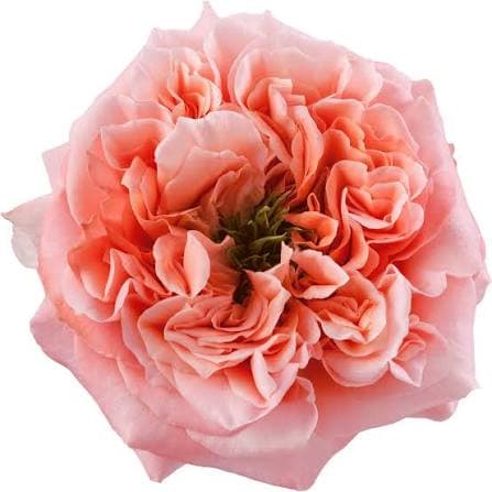 Rose (garden) Mandarin Xpression Salmon Coral 50 Cm Ec