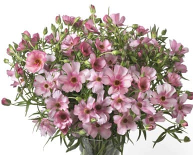 Ranunculus Butterfly Lycia Lavender Pink Mauve 45 Cm