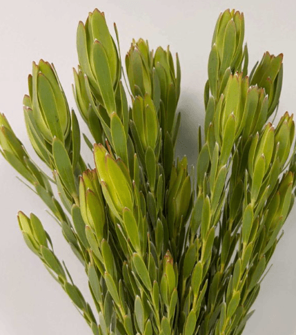 Protea Gold Strike Leuc Green 60 Cm
