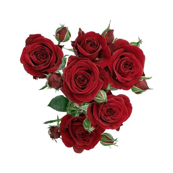 Rose (Spray) Red Dark Rubicon 40 cm
