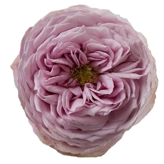 Rose (garden) Peonikiss Lavender Pink 40 Cm