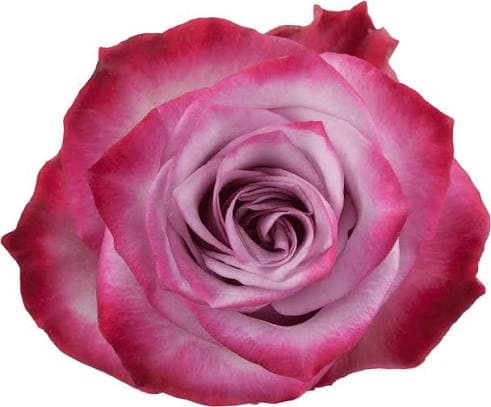 Rose Deep Purple Lavender Bic 50 Cm