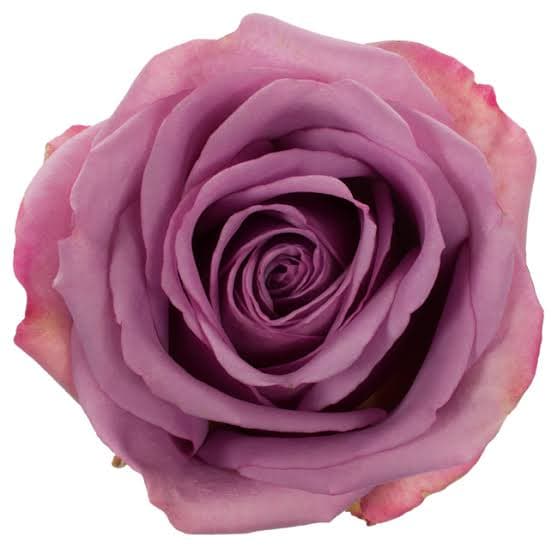 Rose Coolwater Lavender Purple 50 Cm