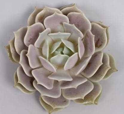 Echeveria Lola Quicksand 8.5 Cm