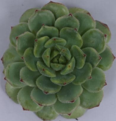 Echeveria Derenbergii Green 5.5 Cm