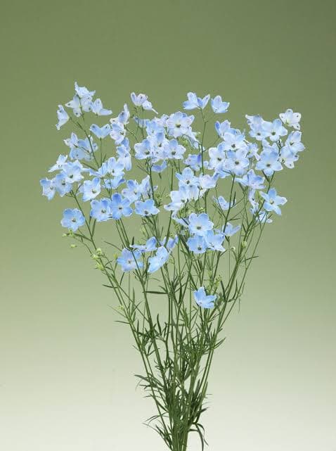 Delphinium Brezza Spray Blue Light 40-50 Cm