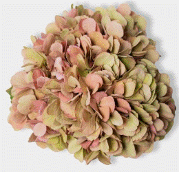 Hydrangea Super Tall Bic Antique 60 Cm