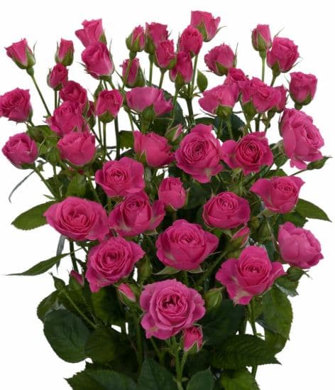 Rose (Spray) Pink Hot Lovely Lydia 40 cm