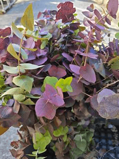 Eucalyptus Stuartiana Autumn 200 Gr Italia