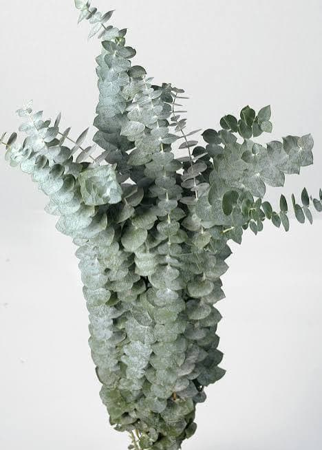 Eucalyptus True Blue Premum 70 Cm