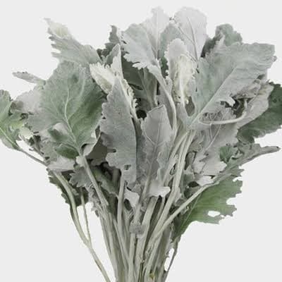 Dusty Miller Broad 10 st - 50 cm