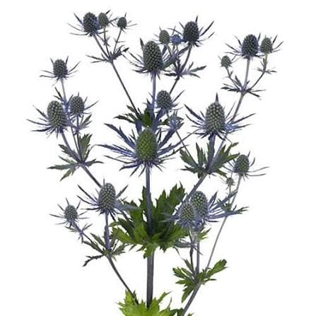 Eryngium Blue Magical Lagoon 50 cm