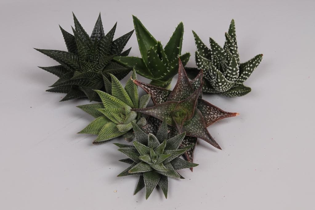 Echeveria Aloe Assorted 12 Cm