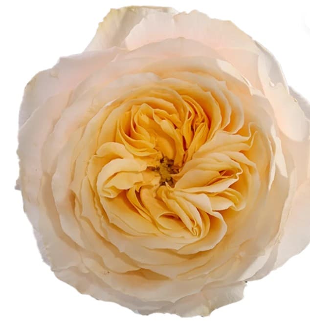 Rose (garden) Crystal Flame Peachy Yellow 50 Cm Ec